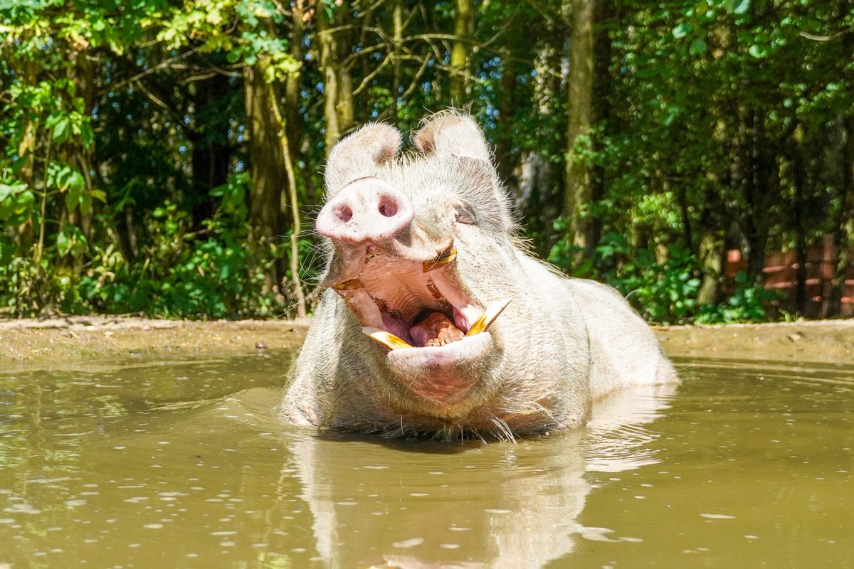 Nicht Nessi von Loch Ness, sondern ein höchst entspannter, badender Helge, der das unfassbare Glück hatte, als Ferkel vom Tiertransporter abhauen zu können und seitdem im Land der Tiere lebt.
Habt ein feines Wochenende! ❤ ~ #schwein #pig #schweineland #tiereeinfachinruhelassen