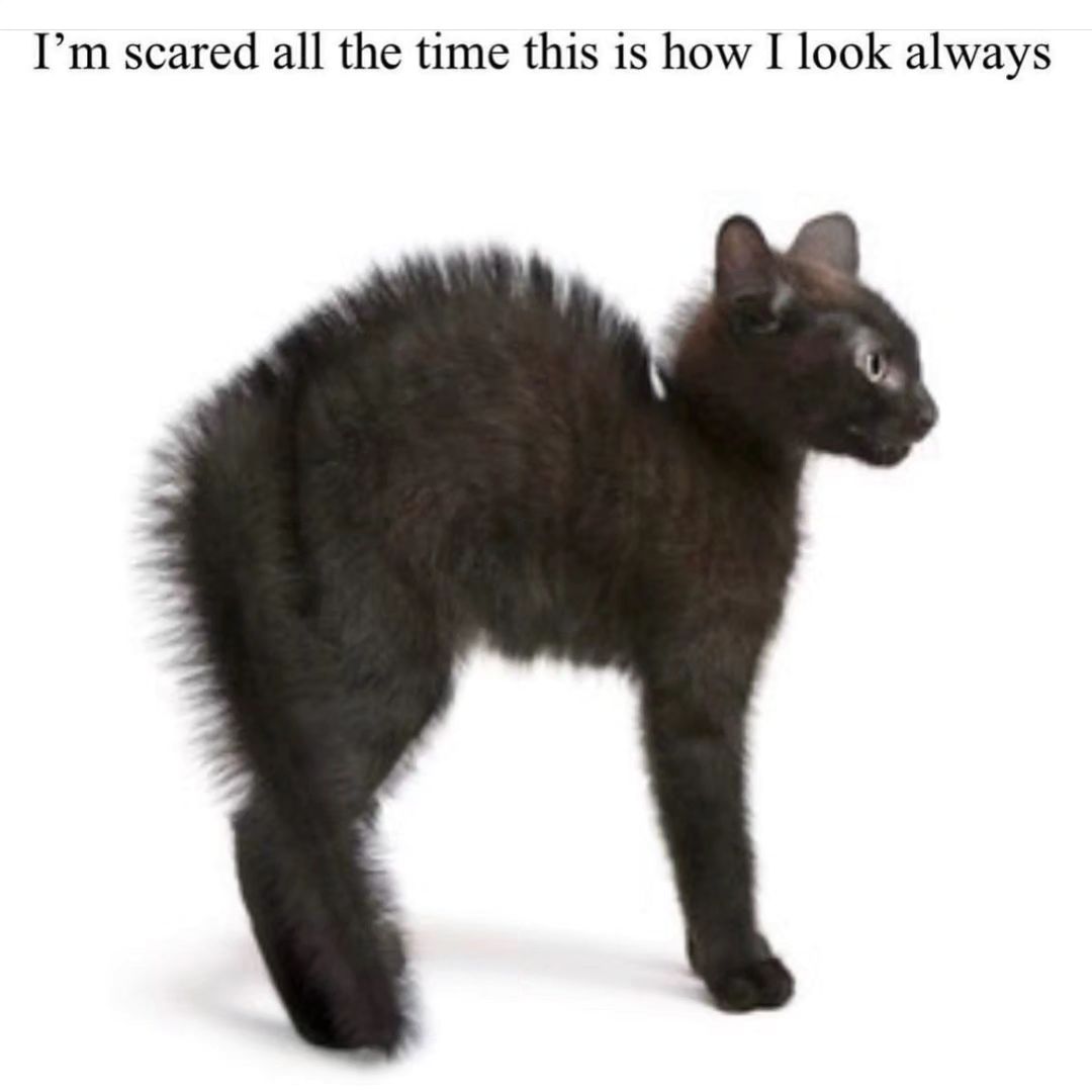 PunchingCat's tweet image. 