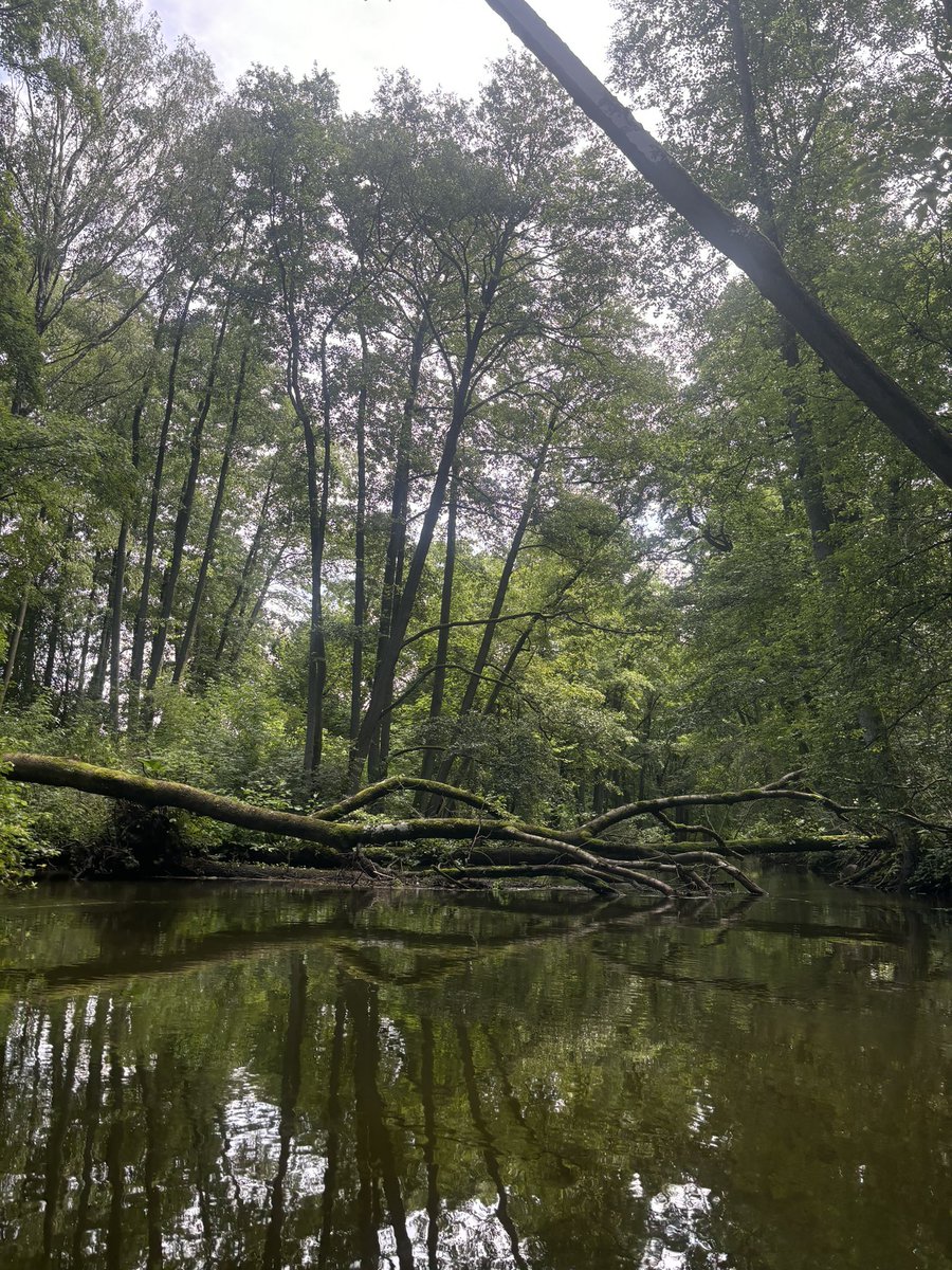 Zuzanna D. Pieczyńska tweet media