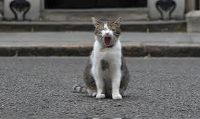 Larry the Cat (@number10cat) on Twitter photo My pal <a href="/RolfatWarwick/">Rolf the University of Warwick Campus Cat</a> has had a great idea so here I am roaring for England
#CatsRoarForEngland #EURO2024
Reply with your cat roaring for England!
(Photo <a href="/PoliticalPics/">PoliticalPics</a>) My pal <a href="/RolfatWarwick/">Rolf the University of Warwick Campus Cat</a> has had a great idea so here I am roaring for England
#CatsRoarForEngland #EURO2024
Reply with your cat roaring for England!
(Photo <a href="/PoliticalPics/">PoliticalPics</a>)
