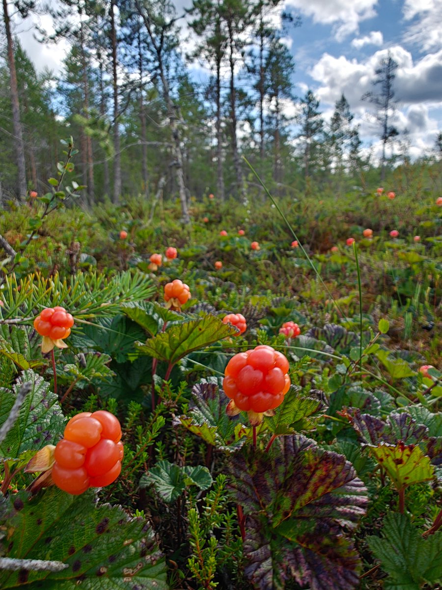 Kun vihaat ja rakastat yhtä aikaa....