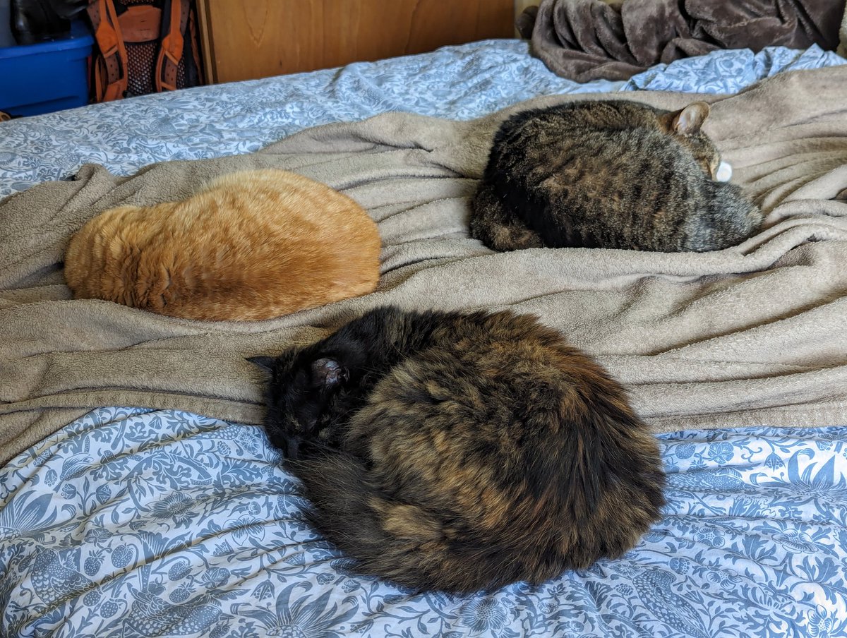 Anyone out there remember a way to get out of pits of depression?... I find myself in them now and again but always forget how I got out last...
(Cats cuz why not)