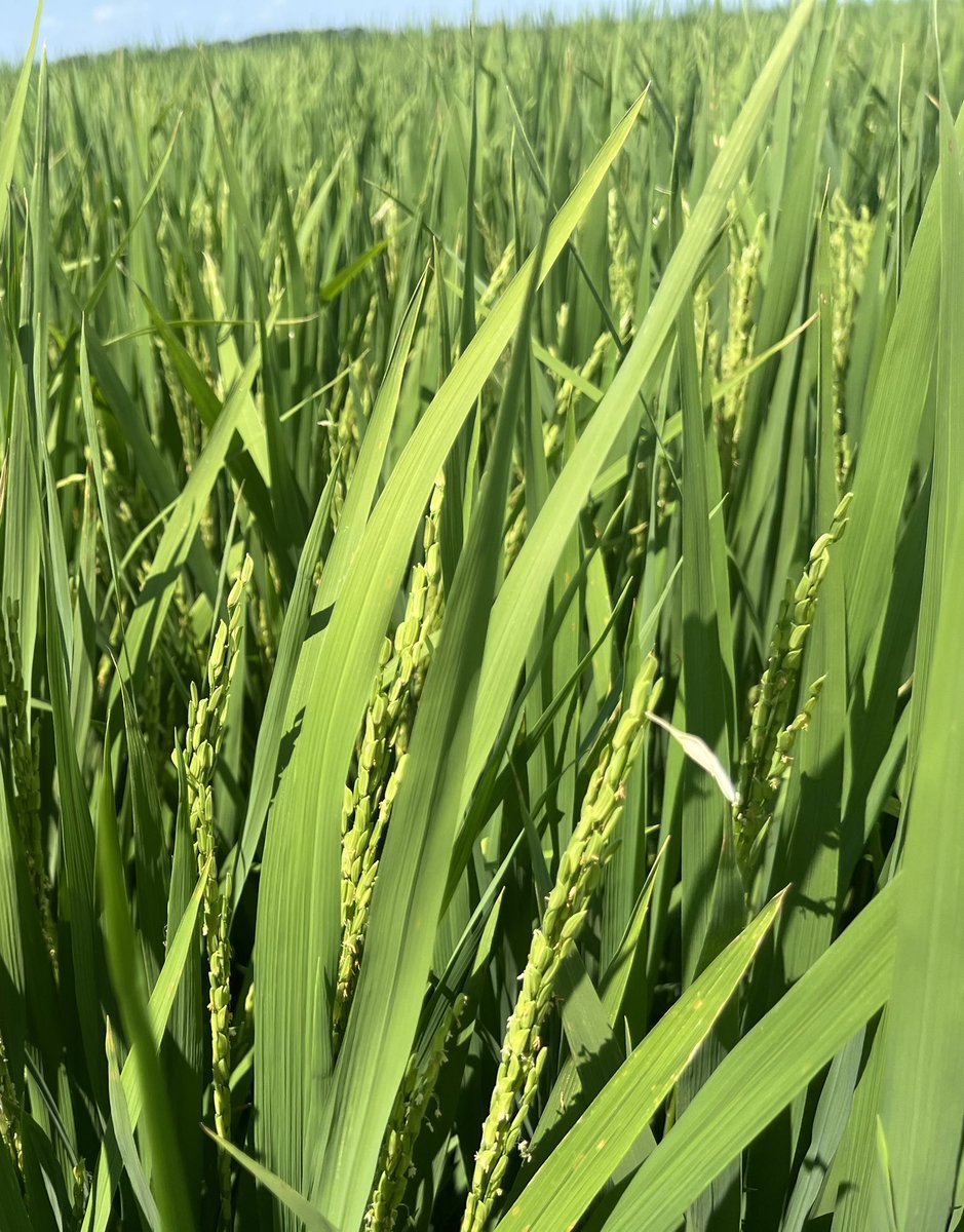 Arkansas Rice Update 7-12-24
arkansascrops.uada.edu/posts/crops/ri…

Conditions, fall armyworm &amp; crisis exemption for Intrepid, auto fungicide apps, tip grain blanking, crop improvement products, &amp; markets.
#ARrice