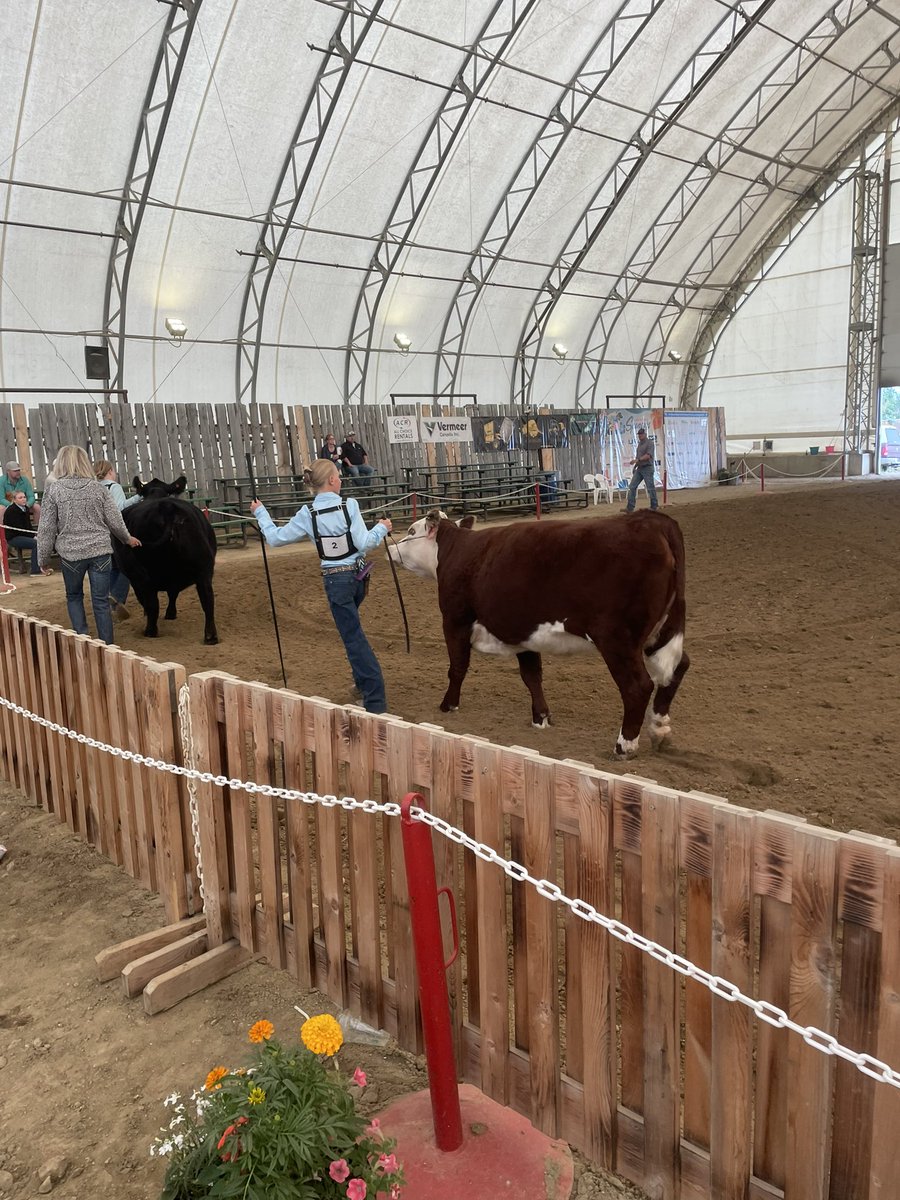 Junior Showmanship Finals #summersynergy24 #choosehereford