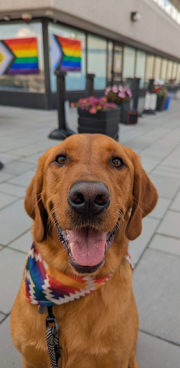 stephaniemilad's tweet photo. Bohdi had a great time at the Pride BBQ hosted by @SudburyPolice #Pride2024 #Sudbury https://t.co/0paoDVjjkX