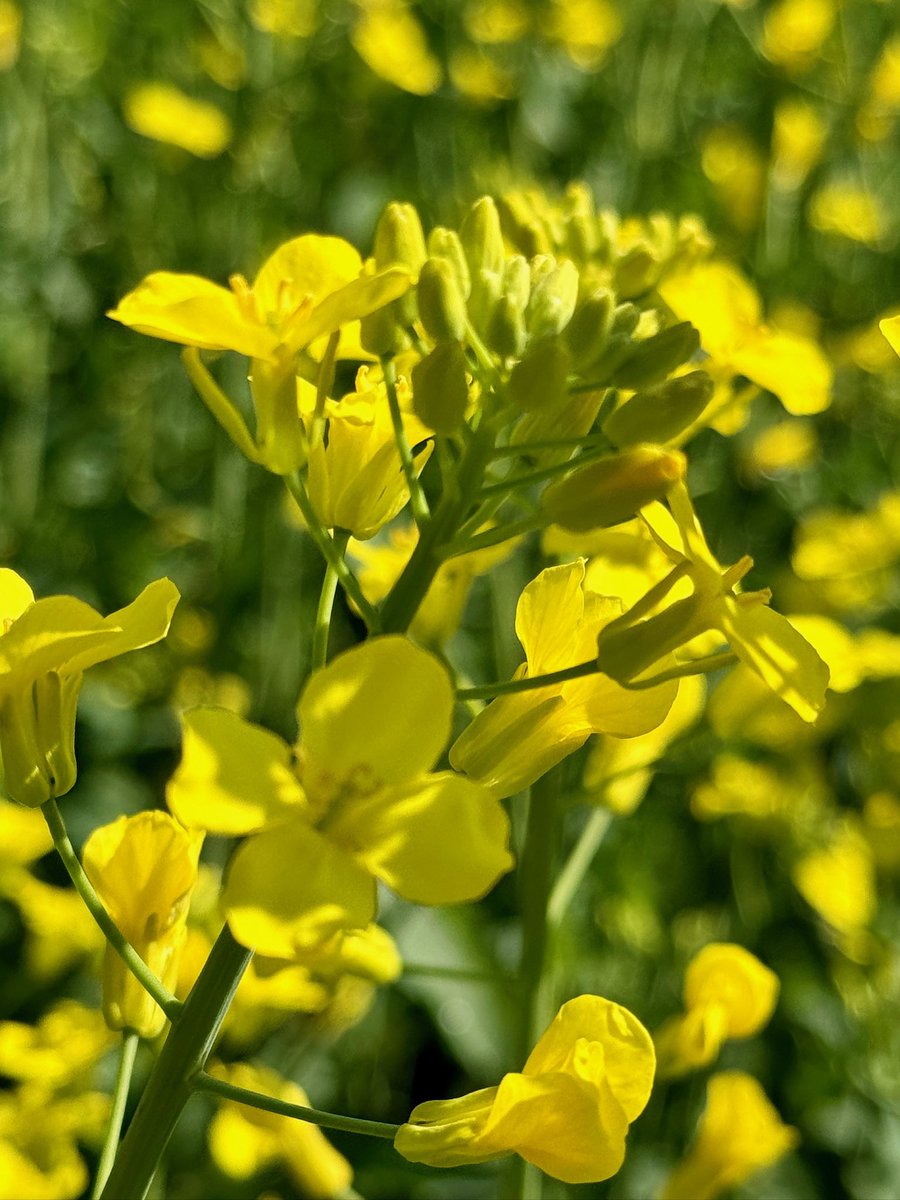 Our canola fields are full bloom and looking gorgeous! 🌼 

If you are driving around Alberta enjoy this full flower crop! ❤️

#redshedmalting #canola #rotationalcrop #canolaflower  #alberta #albertaviews
