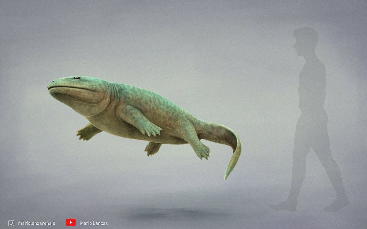 mariolanzas5's tweet image. ICHTHYOSTEGA , from the video: (youtube.com/watch?v=0aH-vp…) dedicated to the Devonian Period. #tetrapoda #palepart #devonian #ichthyostega