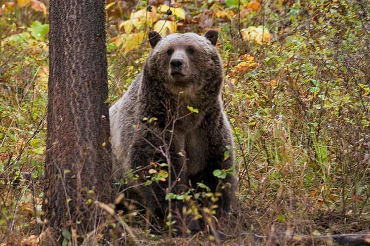 Canada: grizzly bear hunting quietly reinstated in Alberta. Conservationists say it’s a ‘slap in the face’ to those who are trying to save the threatened species. This is a terrible decision. 😡
#BanTrophyHunting 
amp.theguardian.com/world/article/…