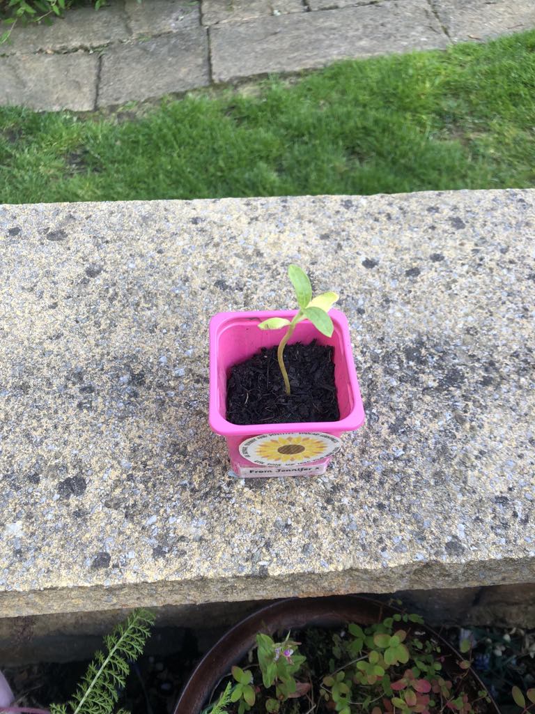 Lorna017's tweet photo. @WC_nurseryclass I's is still going. Grumps was in charge of keeping it alive while we were away. https://t.co/L3PMkkZzRa