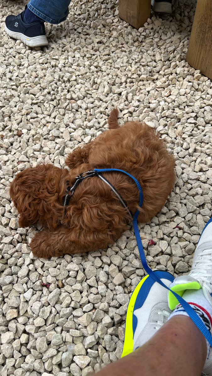markrhysdavies's tweet photo. Not wasting anytime, now he’s fully vaccinated 🍻 🤣 🐶 #cockapoo #cockapoosoftwitter #cockapoopuppy https://t.co/JfSRfqE55T