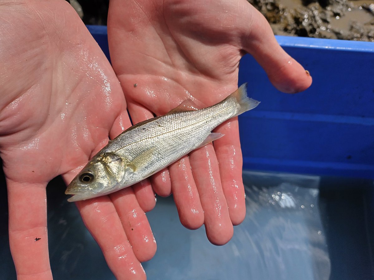 _RachelTurnbull's tweet photo. Bass sampling expedition day 2 @PlymUni! More good weather, and the first #seabass (plus plenty of sandeels and flatties for good luck)! #FHRU #plyMBIO https://t.co/sqEtaGvfko