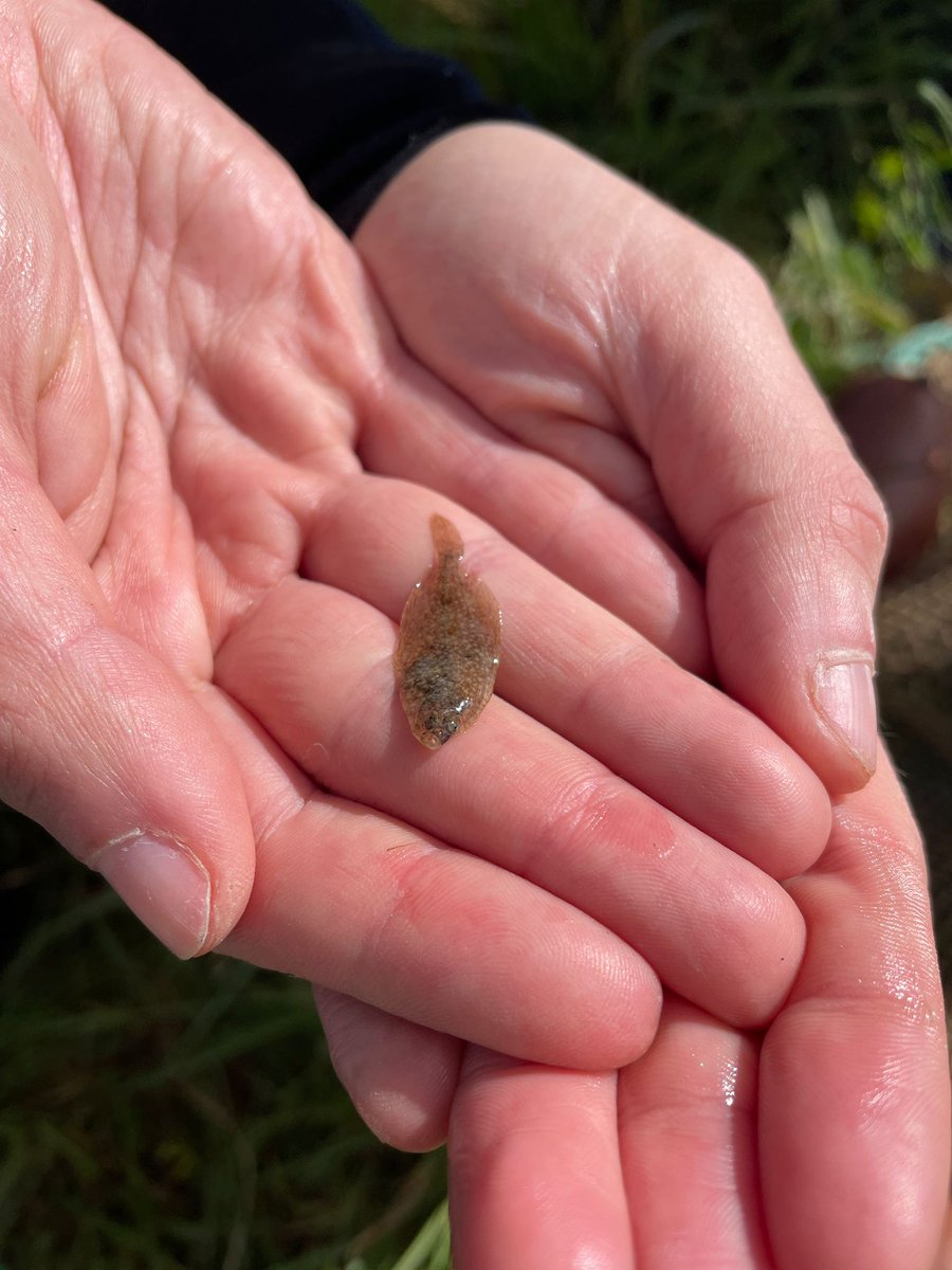 Rachel Turnbull (@_rachelturnbull) on Twitter photo Bass sampling expedition day 2 <a href="/PlymUni/">University of Plymouth</a>! More good weather, and the first #seabass (plus plenty of sandeels and flatties for good luck)! #FHRU #plyMBIO Bass sampling expedition day 2 <a href="/PlymUni/">University of Plymouth</a>! More good weather, and the first #seabass (plus plenty of sandeels and flatties for good luck)! #FHRU #plyMBIO