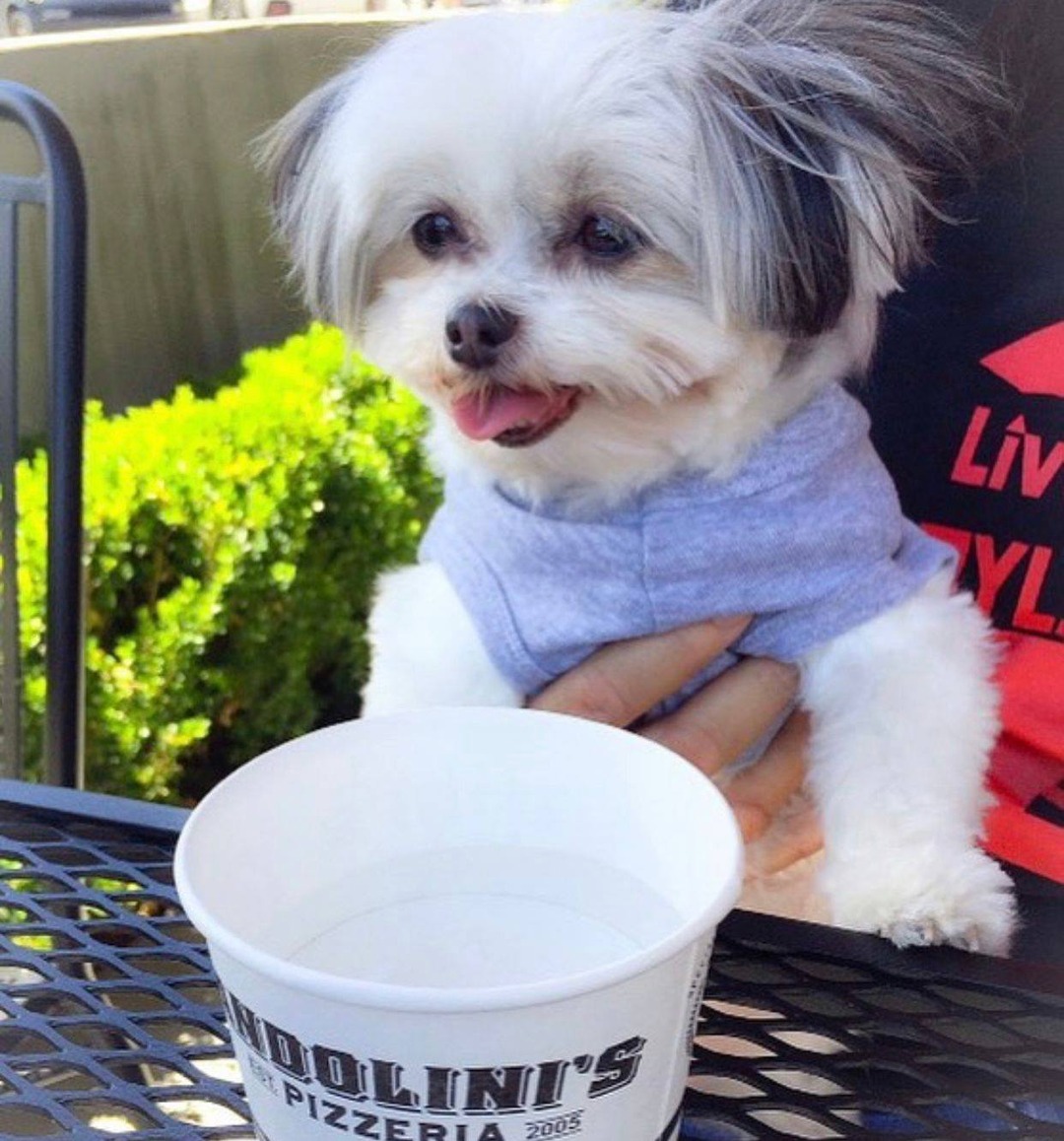 andopizza's tweet photo. Summer nights call for good food and your fur babies! 🐾✨ Bring your pup and enjoy some patio vibes. #PatioPups #SummerVibes https://t.co/kfIFVTzct1
