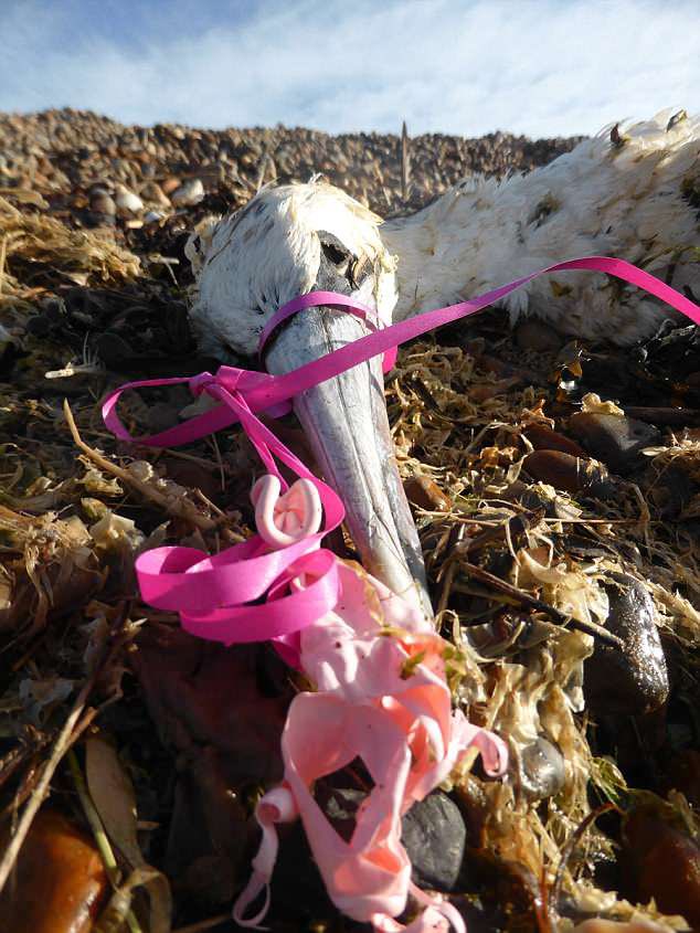 plasticfreeit's tweet photo. A single #balloon, as harmless as it may seem, can be lethal to an innocent creature that ingests its fragments or becomes entangled in the strings.
Sign our petition 👉🏻 https://t.co/EtN8BvcMyp https://t.co/0YPd33qSPk