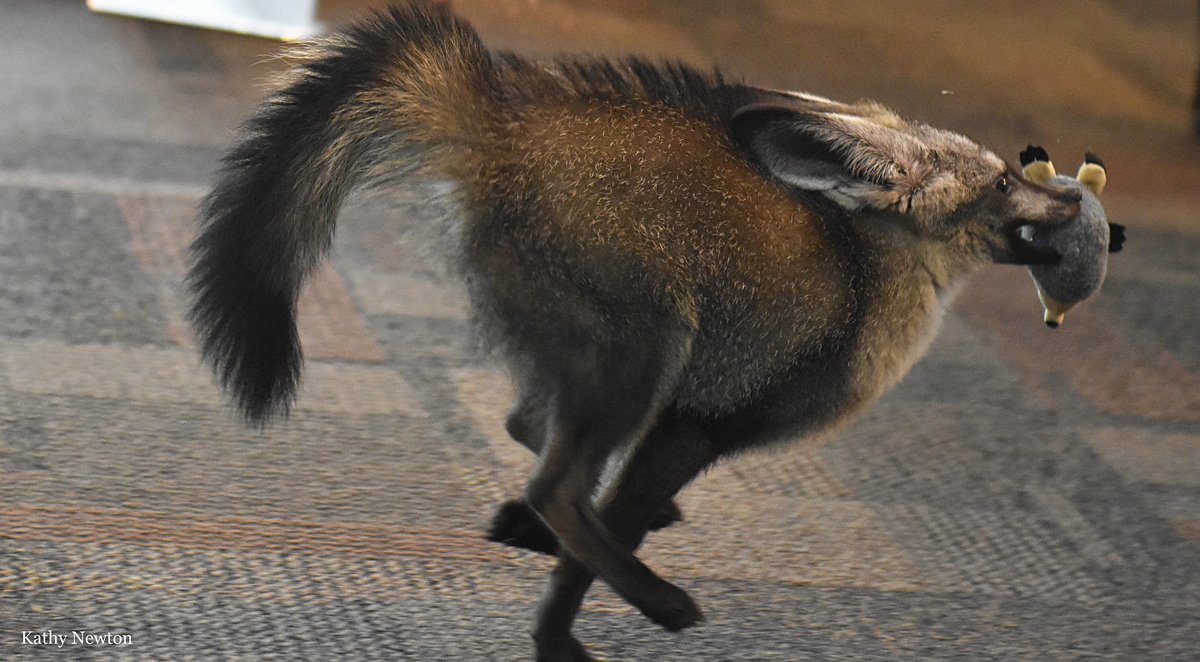 Cincinnati Zoo tweet media