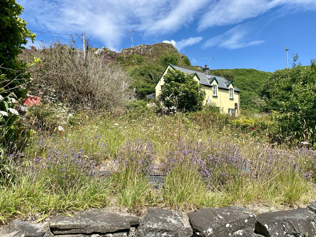 An lus liath fás i gCléire. Go n-eirí go geal leis an bhféile. ⁦<a href="/NiamhCapeClear/">Niamh Ní Dhrisceoil</a>⁩