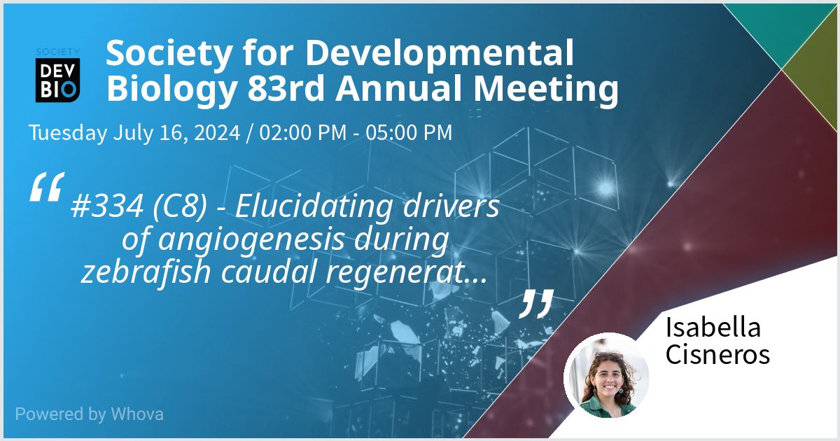 I’m very excited to be presenting my poster “Elucidating drivers of angiogenesis during zebrafish caudal fin regeneration using a novel ‘AngioTag’ transgenic line” at #2024SDB! Come by on Tuesday and check it out!