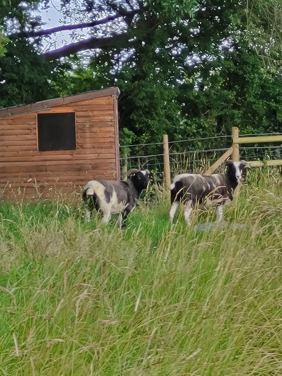 TommyMoonPet's tweet photo. Also part of the #petsit- a pair of Jacobs #MHHSBD https://t.co/JCgkSgvW1n