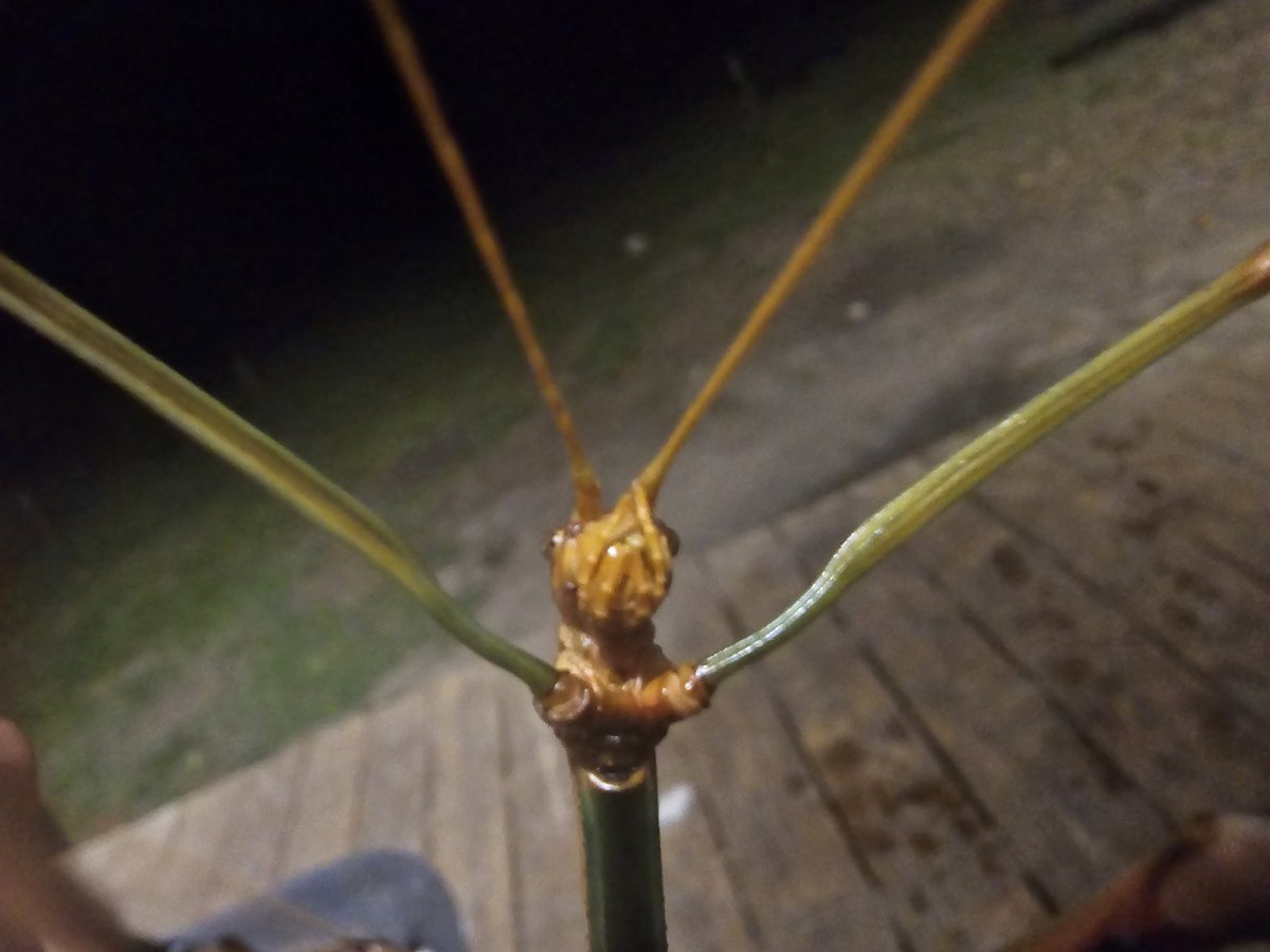 Jemac21Jm's tweet image. #stickbug