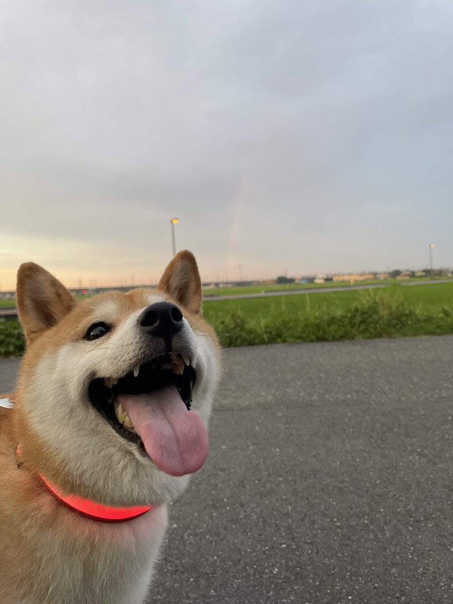 柴犬ふぅ (@ShibaFuu0517) / Posts / X