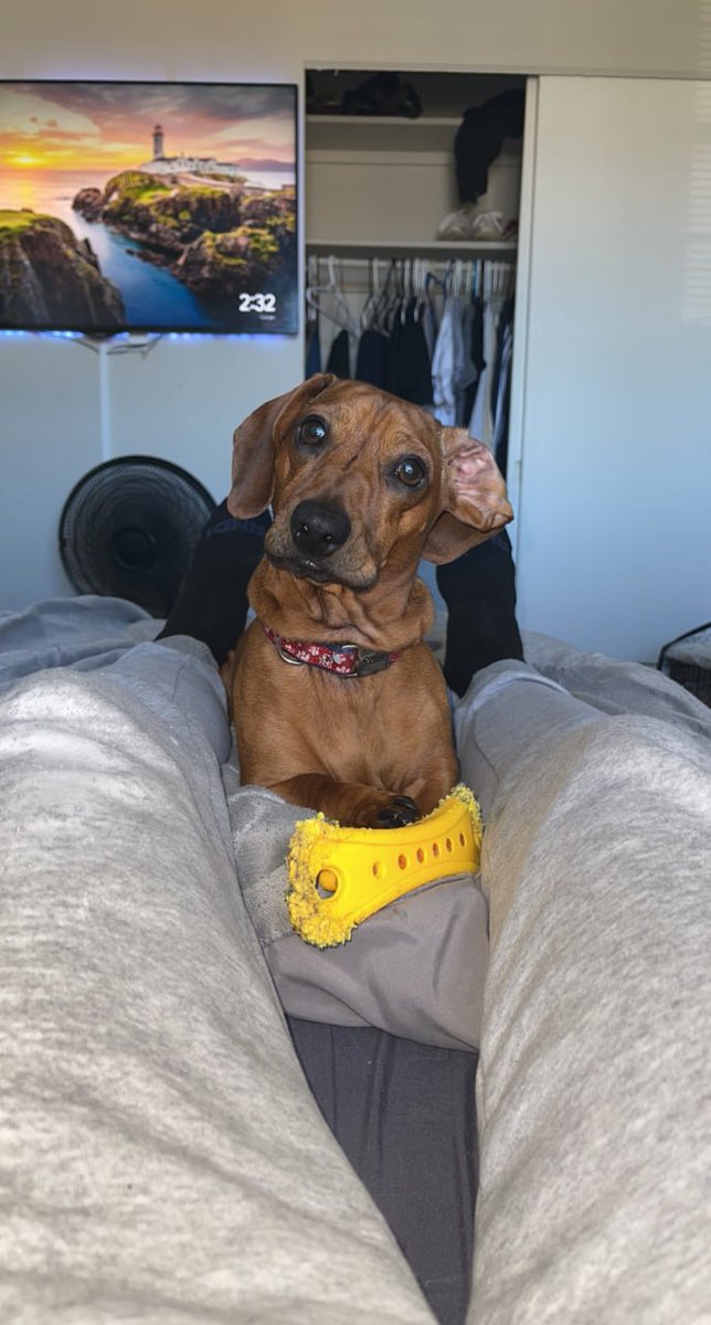 MiloOnSolona's tweet photo. Milo would love to meet your dogs!  
Reply with a picture of your furry friend! https://t.co/ZvFhl7mqK5