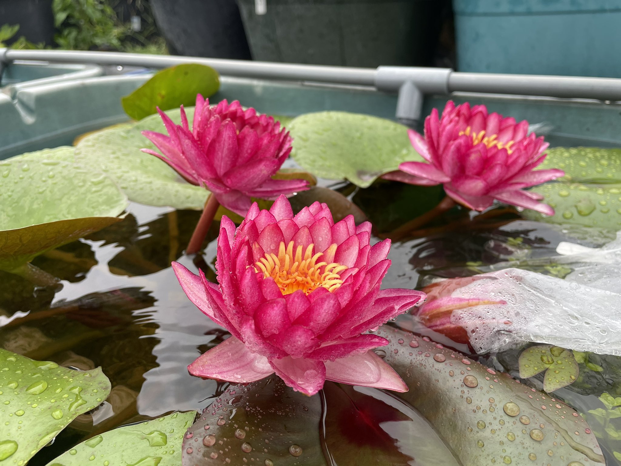 バンコクキャンディ 睡蓮 苗 脇芽 温帯睡蓮 耐寒性 メダカ