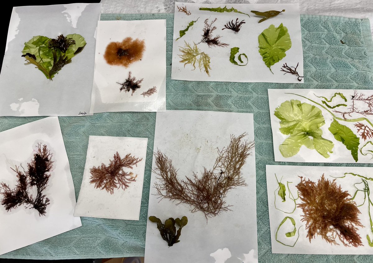 Loretta (@roberson_lo) on Twitter photo Some really creative algae pressings by students from the Children’s School of Science in Woods Hole who visited my lab today <a href="/MBLScience/">Marine Biological Laboratory (MBL)</a> #phycologyfriday Some really creative algae pressings by students from the Children’s School of Science in Woods Hole who visited my lab today <a href="/MBLScience/">Marine Biological Laboratory (MBL)</a> #phycologyfriday