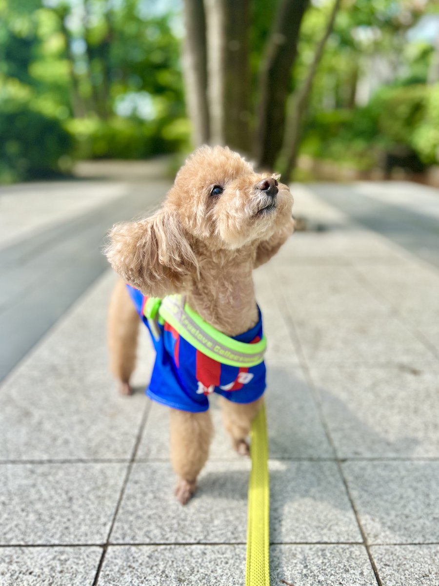 やっとトリミング行けて
サッパリスッキリ🐶