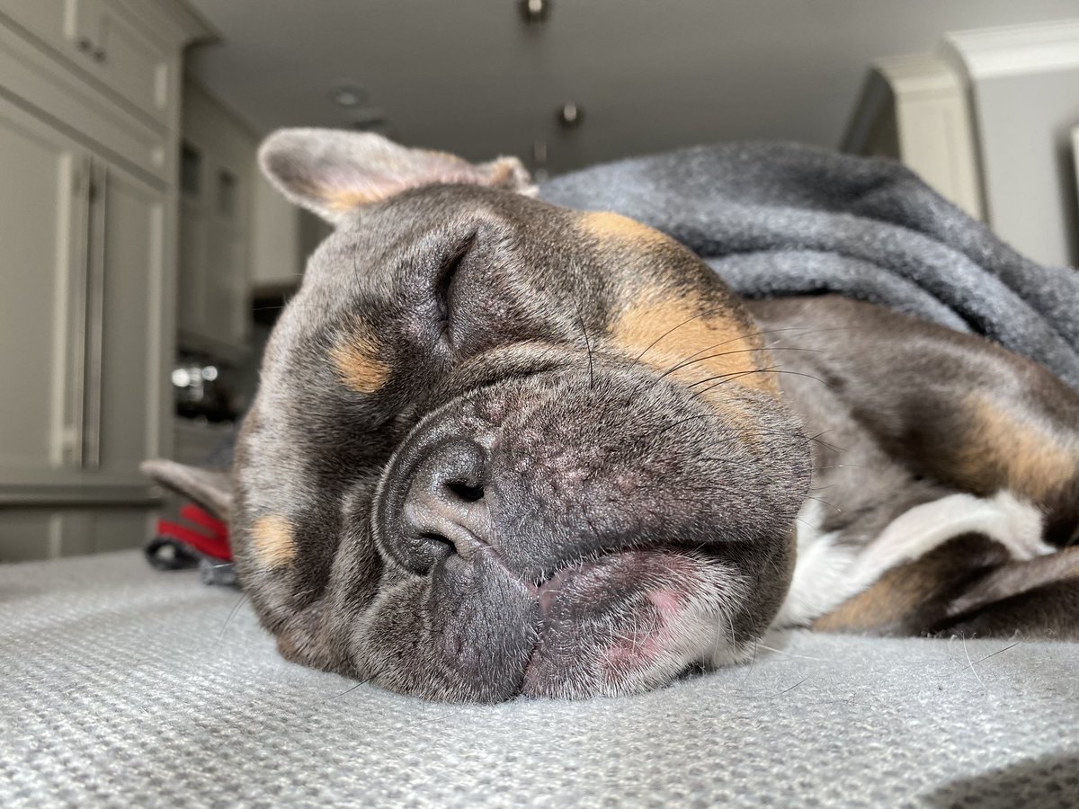 indonads_'s tweet photo. Selamat ulang tahun yang ke-5 untuk Anago the office dog (yang juga jadi maskot hidup tidak resmi Monad hehe 💜💜) https://t.co/KYzXB6CGW9