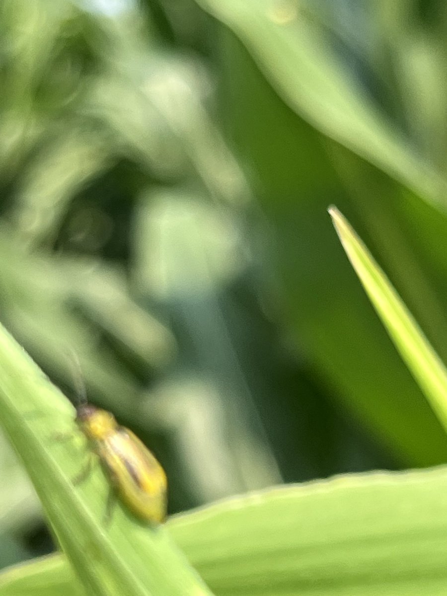 I can’t get a good pict but you get the idea. There are more CRW beetles this year than I’ve seen in a few.