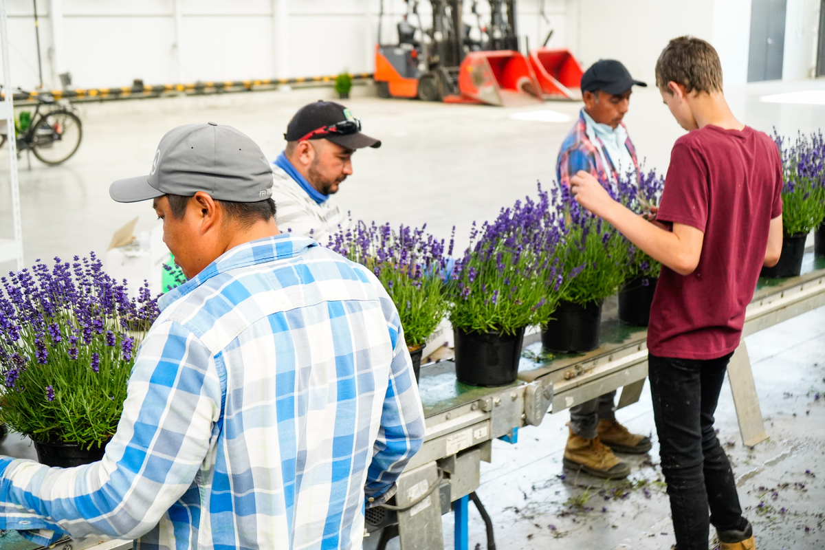 Qualitree tweet media