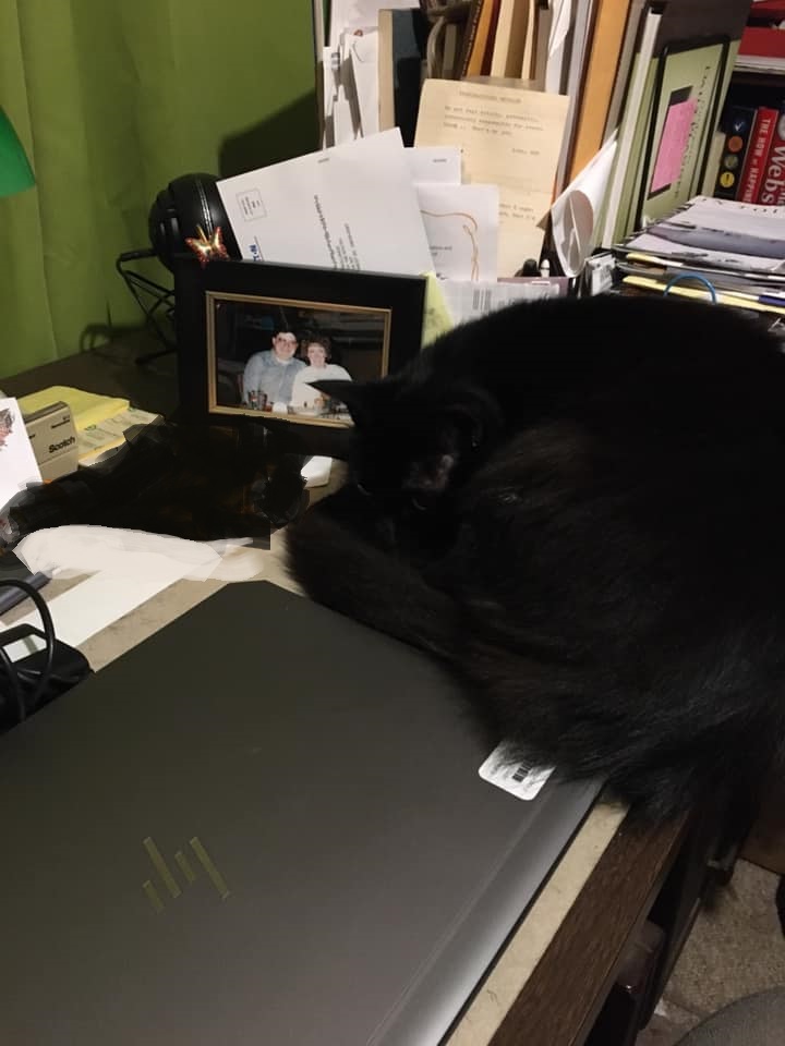 standarded's tweet photo. Sadly must request another #pawcircle for my baby and snuggle buddy Sue Boy. He joined us in the spring of 2016 and unexpectedly crossed the Rainbow Bridge to join his Mom early this morning. Let there be no doubt, black cats have as much love and affection as any cat. https://t.co/JkVXQxWZkO