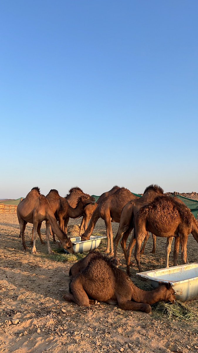 عبدالله tweet media