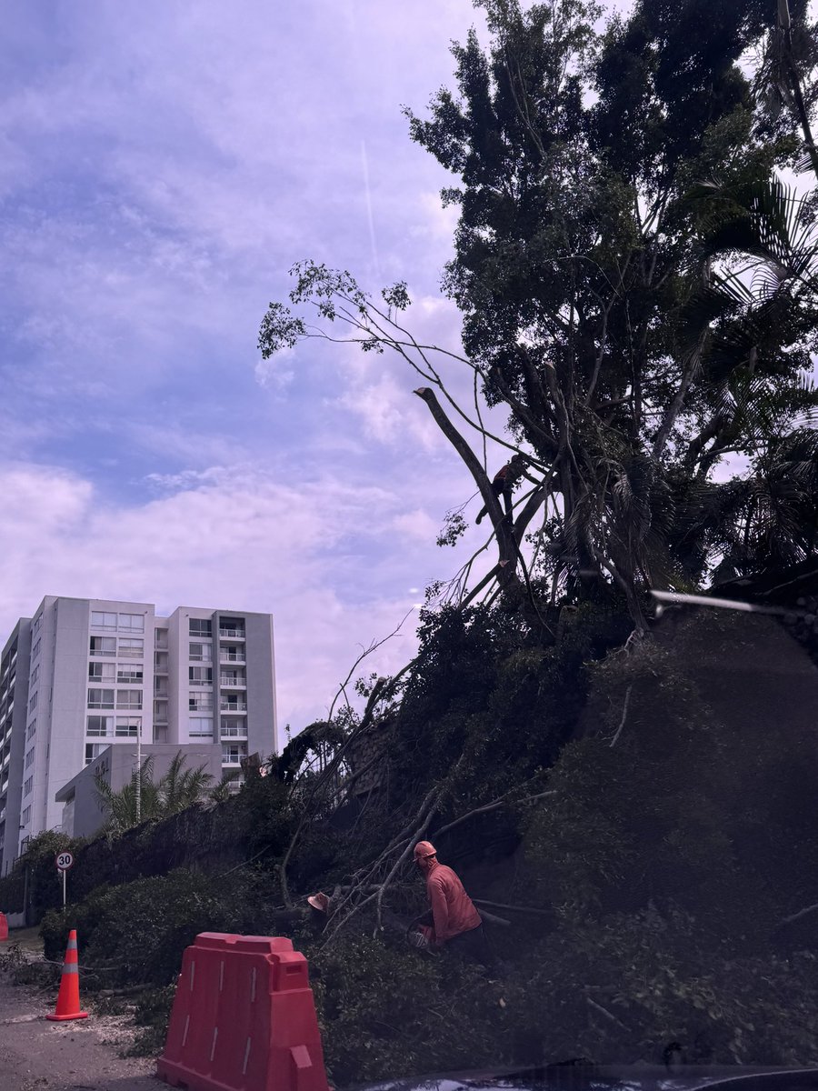 maferth81's tweet photo. Asi empieza #constructorabolivar su nuevo proyecto en ciudad jardin mutilando arboles. Que tristeza hasta cuando estas construcciones en la comuna 22 @AlcaldiaDeCali @DagmaOficial @jalcomuna22 @elpaiscali https://t.co/wnlhfWaRMP