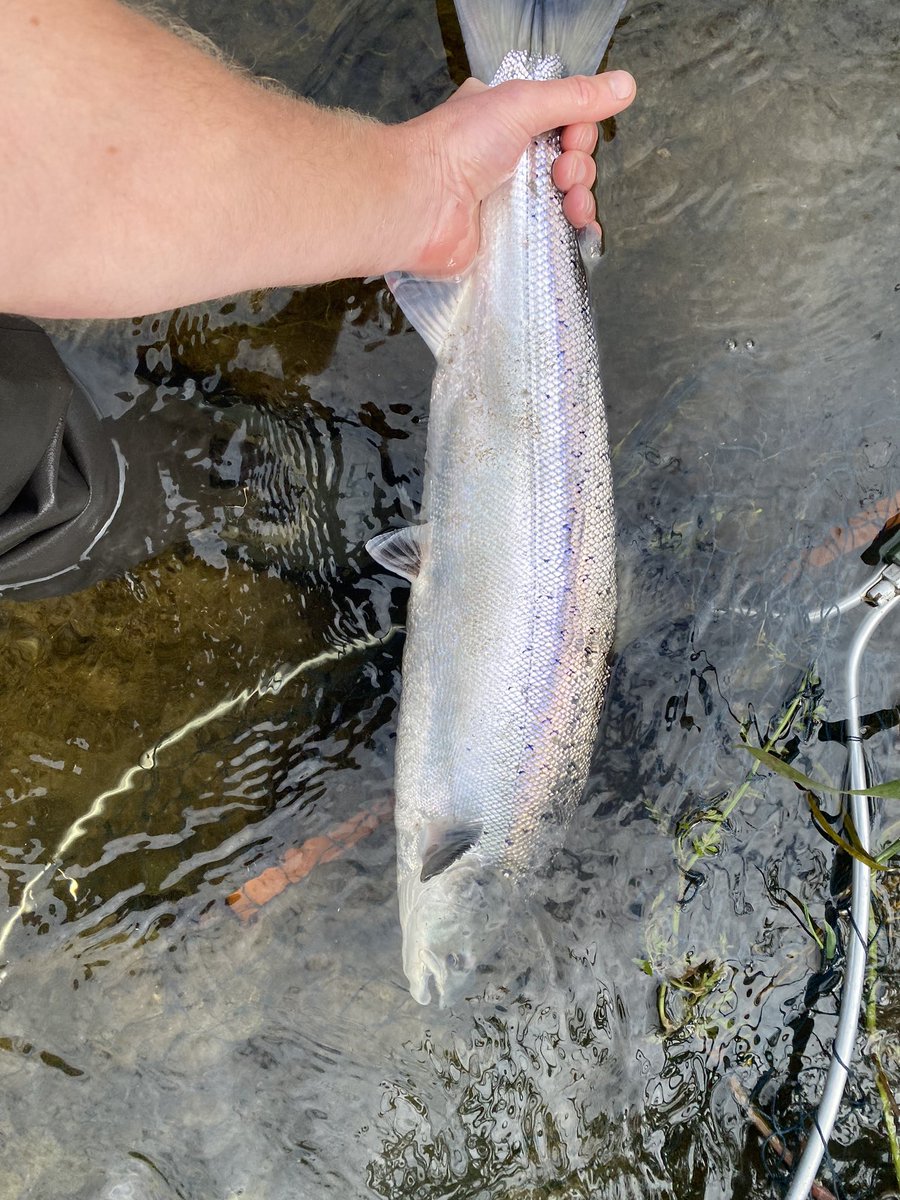 MKilleen86's tweet photo. Two nice fresh Grilse caught from the river Nore today on a size 12 green butt cascade. #salmonfishing #salmonflies #speycasting #Irishsalmon https://t.co/0lw9uDDER2