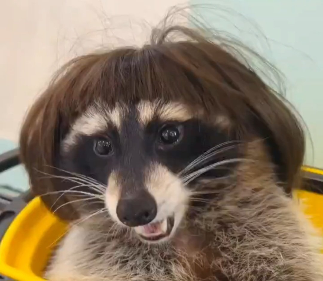 0800mali's tweet photo. um cachorro pulou em mim na rua e o dono dele falou pra ele: ei calma eu também gosto de mulher bonita mas não pode sair pulando nelas
 
minha reação: https://t.co/ssdEaD0UFY