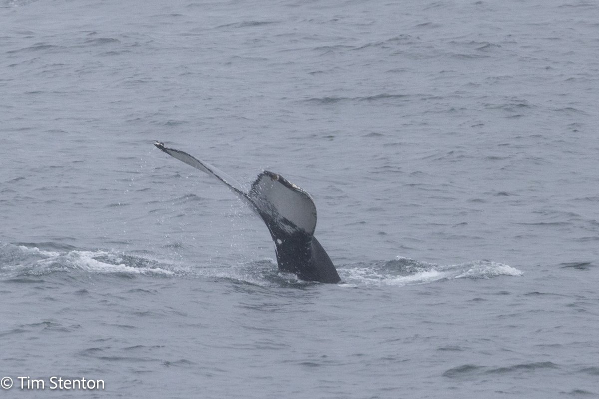 Humpback Whale (Megaptera novaeangliae) from Stornoway to Ullapool ferry 15:33 on 12 July. We had 2 sightings one each way - not sure if it was same whale as no id on first. #humpback <a href="/ORCA_web/">ORCA</a> <a href="/whalesorg/">Whale and Dolphin Conservation (WDC)</a> <a href="/whales_org/">Whale & Dolphin Conservation (WDC)</a> #whale <a href="/wildscotland/">Wild Scotland</a> <a href="/VisitScotland/">VisitScotland</a> <a href="/WildlifeMag/">BBC Wildlife</a>