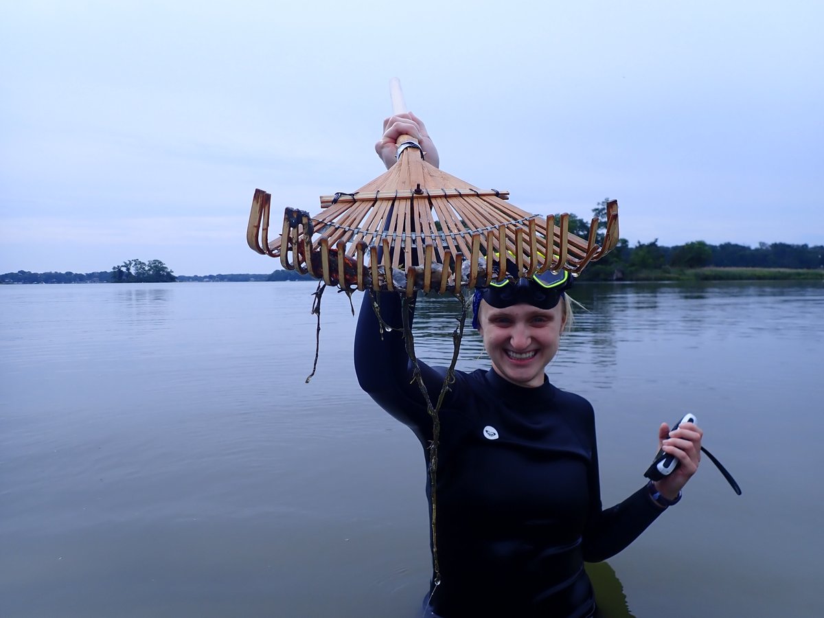 New fall #internship opportunity, with stipend! Our @SERCDiseaseEco lab is looking for TWO #interns to study the benefits of seagrasses, using modern genomic tools. Open until filled. Application review begins Aug. 1. Details at s.si.edu/3Lkyo5H
📸 by Emily Anderson