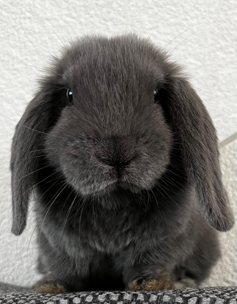 NicoleJacet's tweet photo. Nooit zelf een huisdier gehad (wel in mijn jeugd) , tot ik een konijn nam.  Maar begrijp nu de dierenliefde die je hebt voor huisdieren. Hondje, katje, konijntje 🤩 https://t.co/FrWnMUZyaU