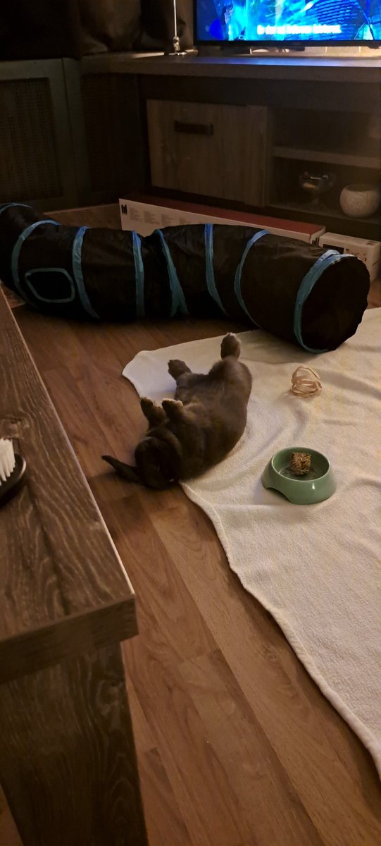 Nooit zelf een huisdier gehad (wel in mijn jeugd) , tot ik een konijn nam.  Maar begrijp nu de dierenliefde die je hebt voor huisdieren. Hondje, katje, konijntje 🤩