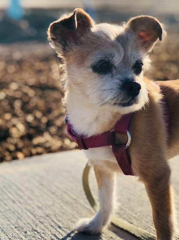 DonLDay's tweet image. Kara and I said goodbye to Dora yesterday. It was both heartbreaking and beautiful. Holding her and saying goodbye at home and knowing we would be the last thing we saw gave some small comfort.