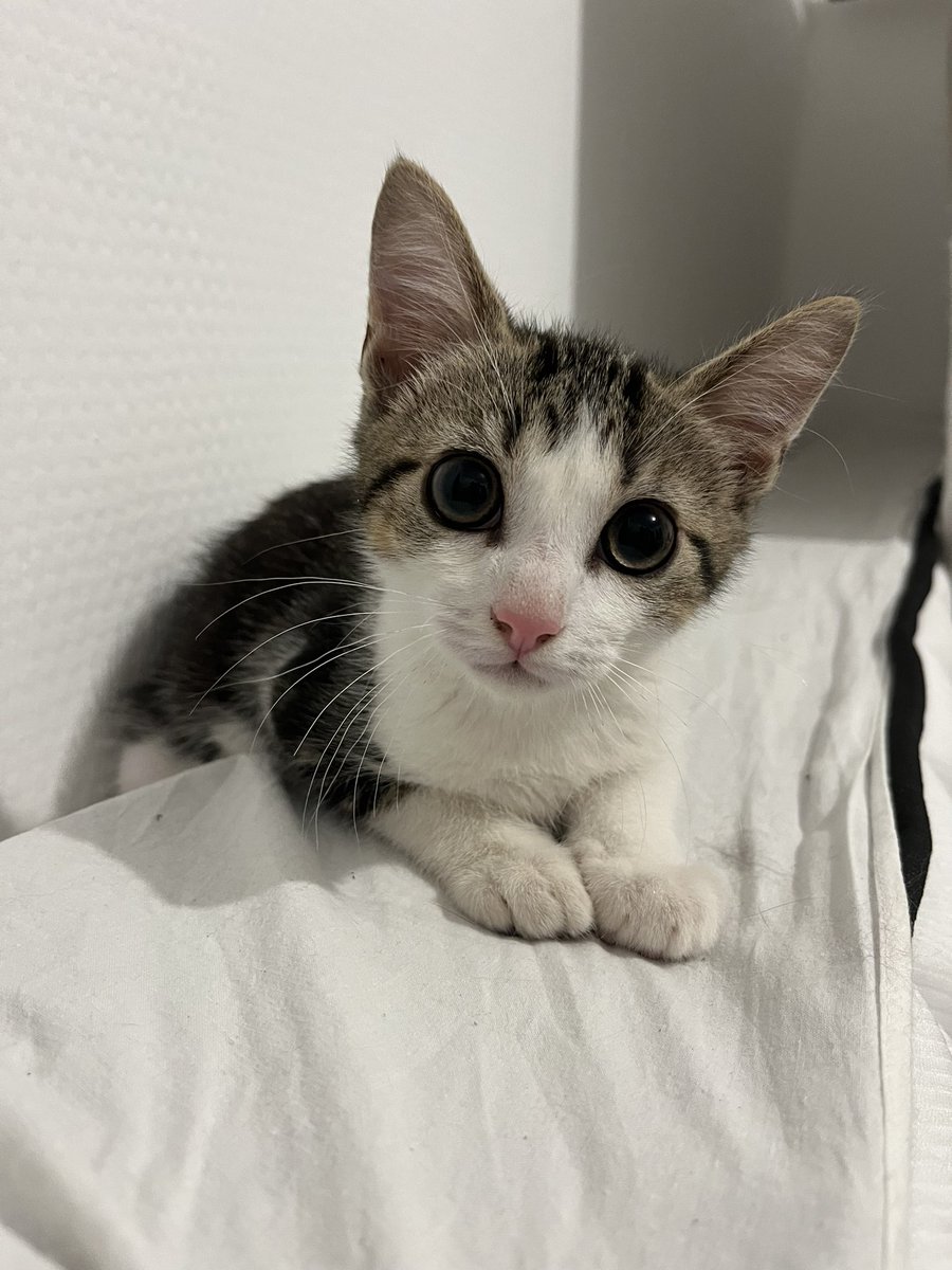 DrPioupiou's tweet photo. HELP - Chaton via association POITIERS (86) adoption France entière possible ! 
Sont à adopter ces 3 derniers chatons nés le 01/04 pour le tout tigré et le 01/05 pour les 2 autres ! 
Très mignons ils sont câlins et joueurs !
RT SVP ! ❤️ https://t.co/pxubLtXmmj