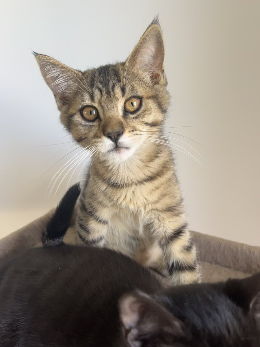DrPioupiou's tweet photo. HELP - Chaton via association POITIERS (86) adoption France entière possible ! 
Sont à adopter ces 3 derniers chatons nés le 01/04 pour le tout tigré et le 01/05 pour les 2 autres ! 
Très mignons ils sont câlins et joueurs !
RT SVP ! ❤️ https://t.co/pxubLtXmmj