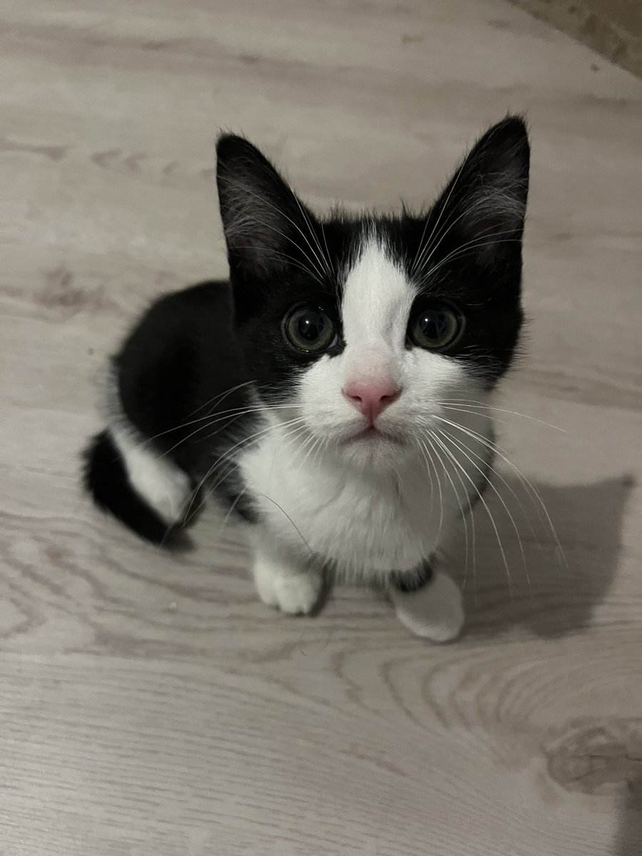 DrPioupiou's tweet photo. HELP - Chaton via association POITIERS (86) adoption France entière possible ! 
Sont à adopter ces 3 derniers chatons nés le 01/04 pour le tout tigré et le 01/05 pour les 2 autres ! 
Très mignons ils sont câlins et joueurs !
RT SVP ! ❤️ https://t.co/pxubLtXmmj