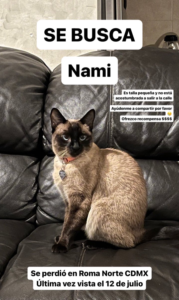 NAMI SE PERDIÓ ‼️🚨

Ayúdenme a encontrar a Nami por favor, última vez vista hoy 12 julio en la madrugada.

No está acostumbrada a salir a la calle. 

Compartan por favor :(