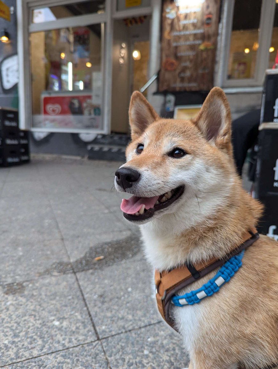 Just walked a real Shiba Inu in the park today! 🐕💎 She's just as cute as the one in game! 😂🎮 Check out our side-scrolling adventure where you can guide your own heroic Shiba! #GameDev #BlockchainGaming #ShibaInu #SolanaProjects 
grrwahrr.itch.io/degen-adventur…