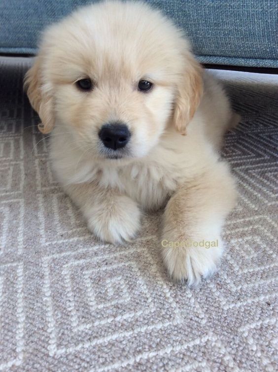 Cuties Puppies (@cutiespuppies) on Twitter photo 