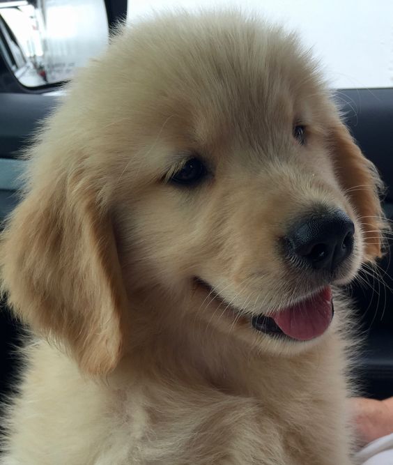 cutiespuppies's tweet photo. https://t.co/w9FZsG9lOt