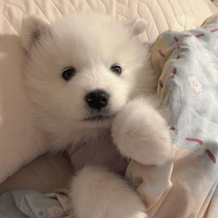 Cuties Puppies (@cutiespuppies) on Twitter photo 