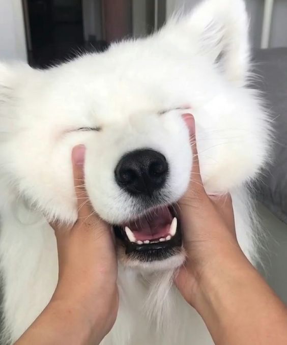 Cuties Puppies (@cutiespuppies) on Twitter photo 